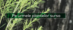 Pe urmele plantelor-sursa: azi, Melaleuca si Ylang Ylang