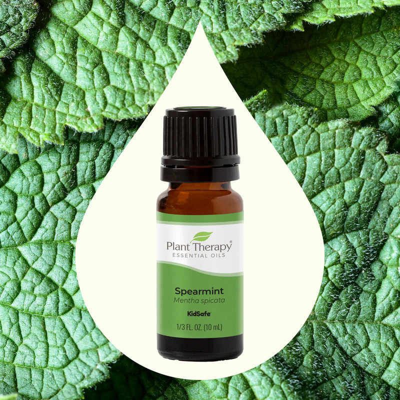 Menta creata - Spearmint - Ulei esential